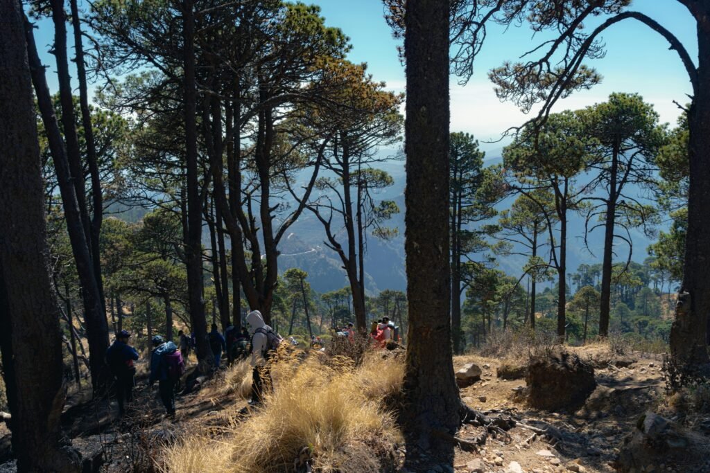 a group of people hiking through a forest